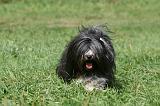 TERRIER DU TIBET 244
